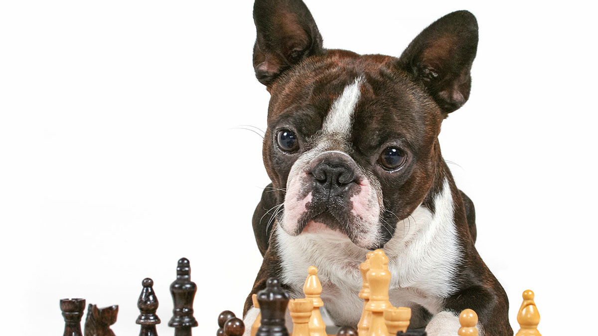 Dog playing chess